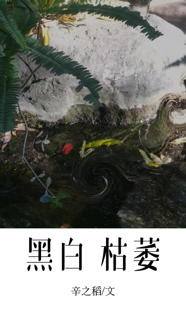 黑白枯萎