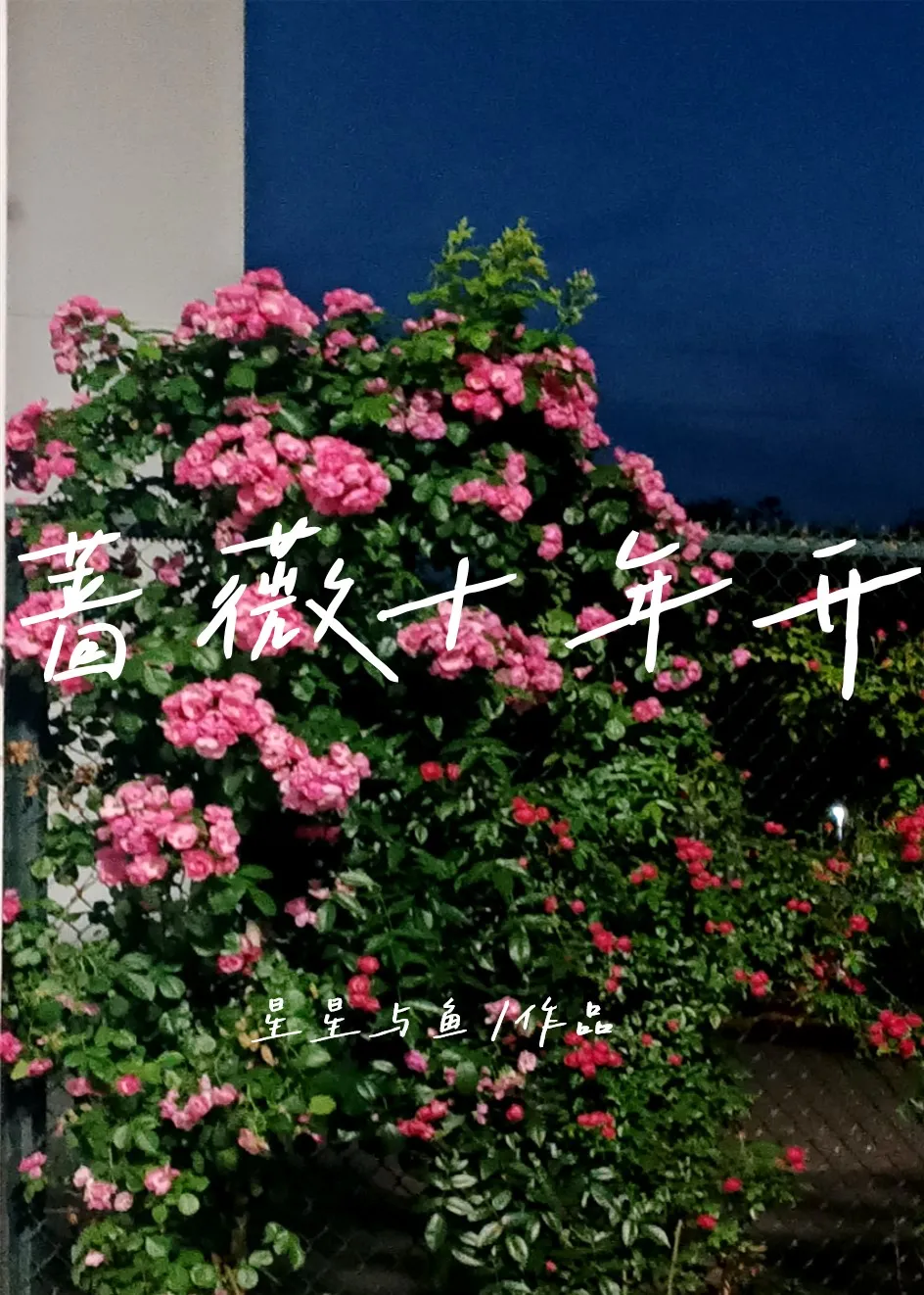 蔷薇十年开
